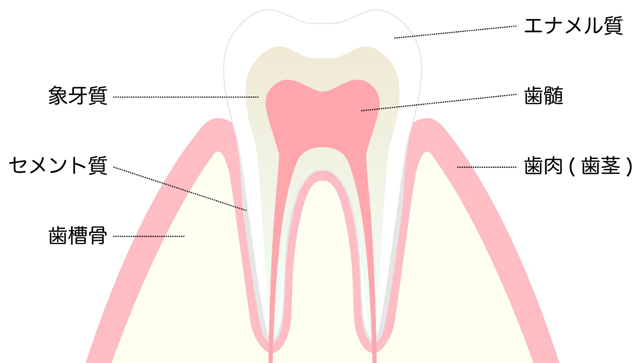 歯の構造イメージ
